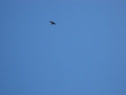 bird high in the sky