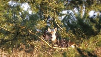 Roe Deer in a forest