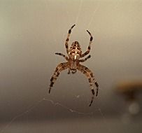 Colorful Crusader Spider on cobweb