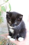 charming black and white kitten
