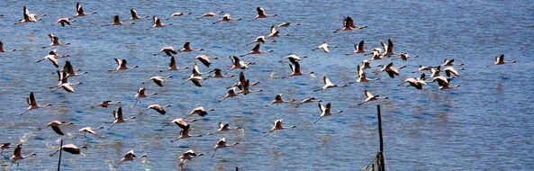 a flock of flamingos on the water