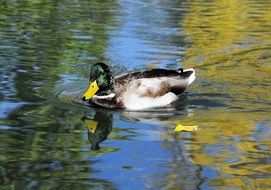 Wild duck in pond