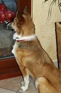 Dog is waiting