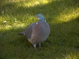 grey Pigeon stands on lawn
