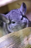 attractive Chinchillas Animal
