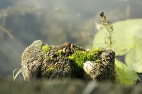 closeup picture of spider on green moss on a stone