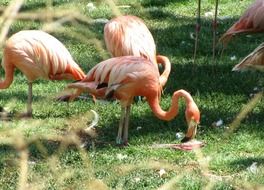 stunningly beautiful Orange Flamingos