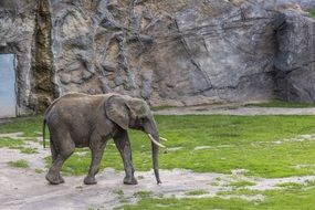 stunningly beautiful Elephant