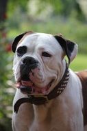 portrait of a boxer with dog collar