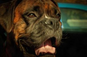 Boxer muzzle close up