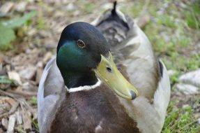 Close-up of the mallard Drake lying on ground