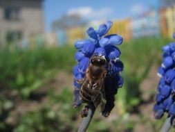European Honeybee on blue hyacinth