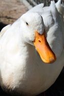 closeup of a white duck