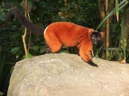 Red Vari or lemur