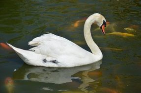 Swan in winter