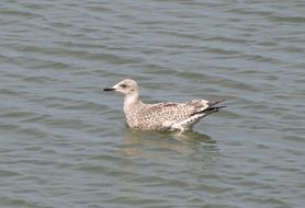 gray gull in the water, north sea