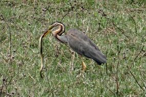 purple heron with its prey