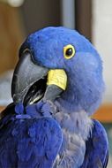 Blue Parrot