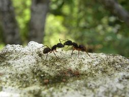 two ants fight on a stone