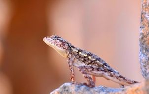 picture of the Indian Lizard