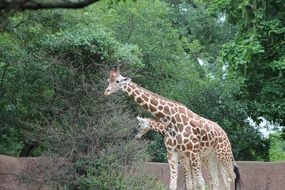 Tall giraffes live in the zoo