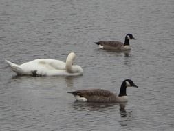 Geese in the lake in Canada