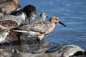 a flock of birds sits on the shore of a pond