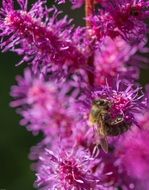 Prachtspiere or Astilbe plant on blurred background