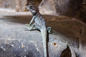 Reptile Lizard in shadow on the stone