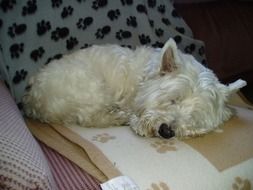 sleeping white dog on a home sofa