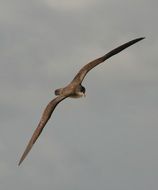 Bird Flying on grey sky