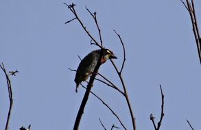 Coppersmith Barbet Bird on branch