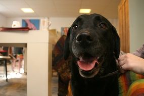portrait of black labrador in the living room