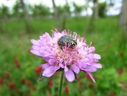 Insect on the beautiful pink flower