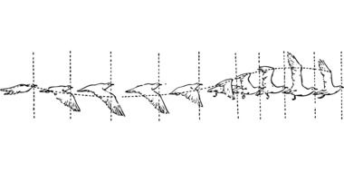 Bird Flight as a drawing