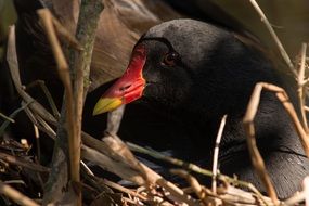 black bird with a red beak in the nest