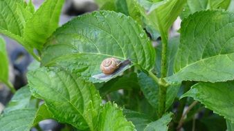 Snail on green leaves