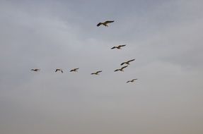 flock of pelicans on grey sky background