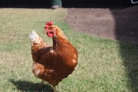 Chicken Hen Poser