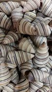 striped Seashells, background