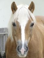 brown with a white stripe, the horse's face
