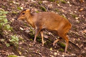 Animal Brown Deer