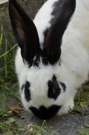 Black And White rabbit on grass