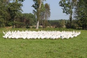 Gaggle Nature Village