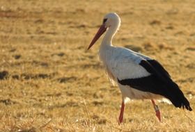 elegant stork on the harvested field