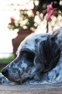 closeup picture of Setter Dog Muzzle