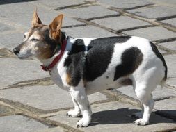 hybrid german shepherd on the street