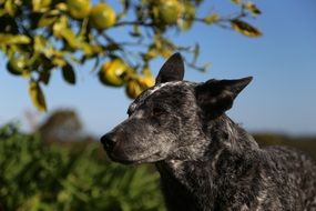sad gray Dog closeup portrait