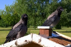 two crows sitting on a wooden house