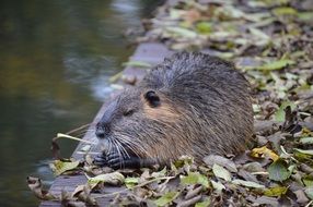 water rat sitting in dead leaves
